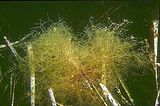 3 - Talli epifiti sulle foglie di Posidonia oceanica